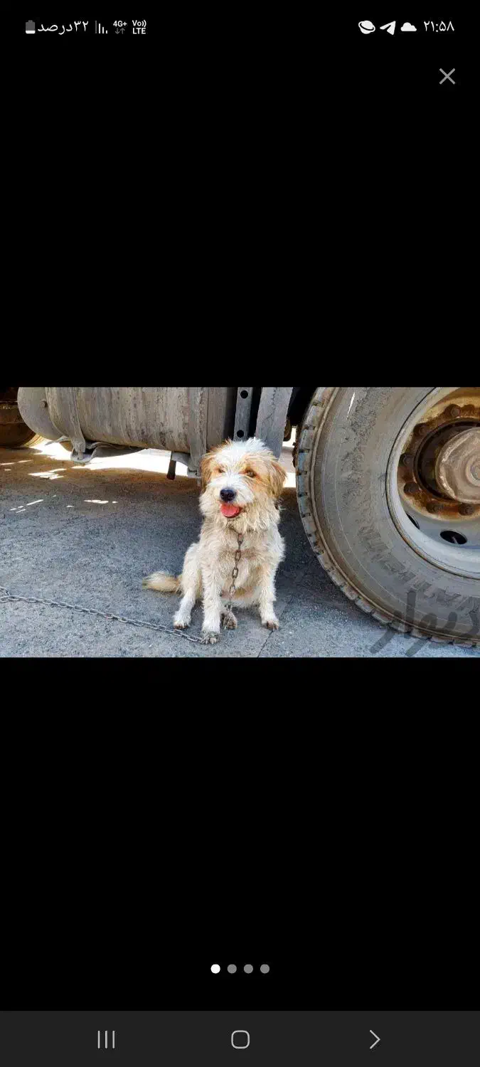 پاستیل|سگ|خوی, |دیوار