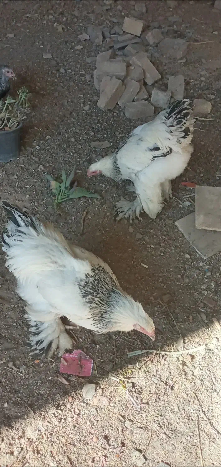 نیمچه خروس برهما|حیوانات مزرعه|باغ بهادران, |دیوار