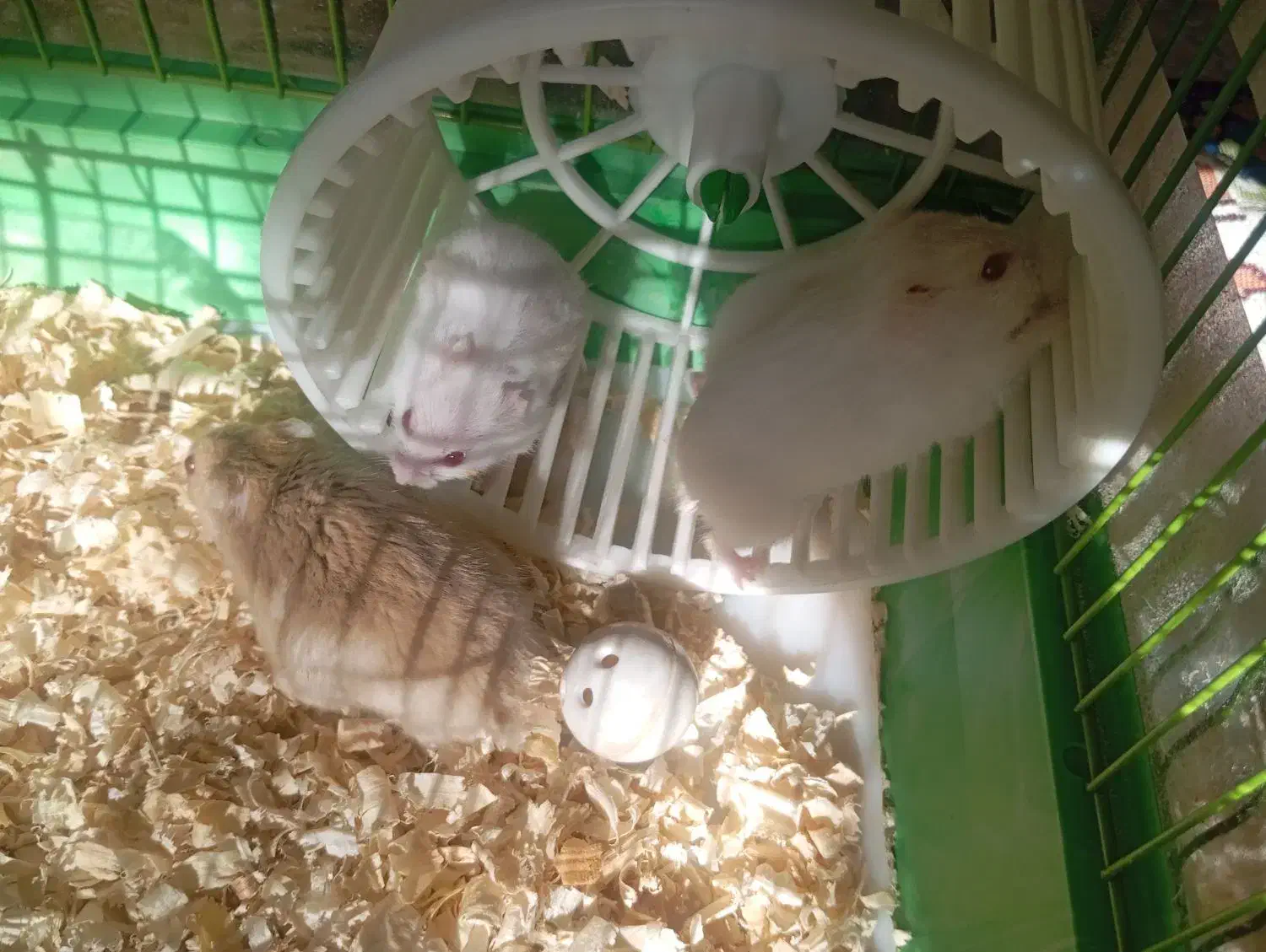 بچه همستر|موش و خرگوش|قزوین, |دیوار