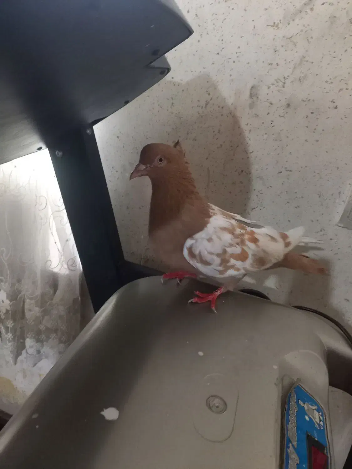 کفتر|پرنده|مریوان, |دیوار