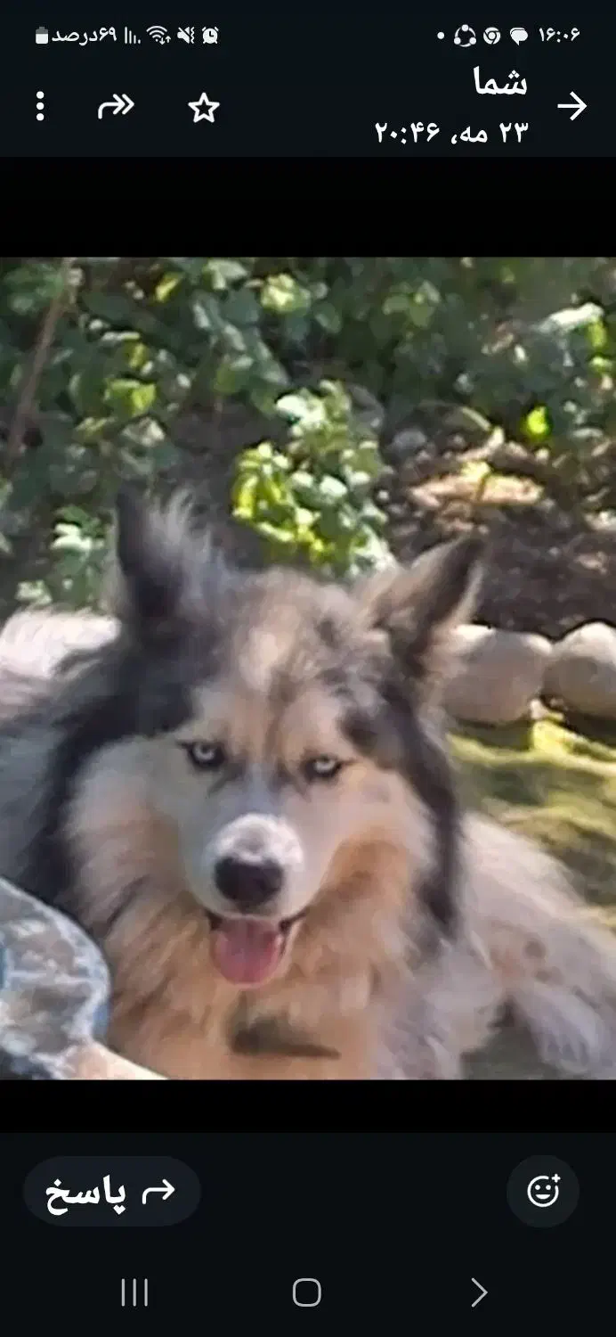 دوقلاده سگ|سگ|خلخال, |دیوار