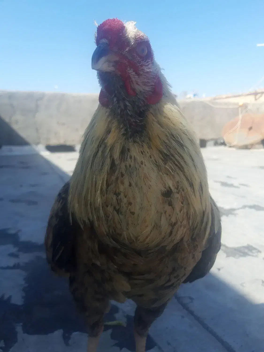 لاری|حیوانات مزرعه|رباط‌کریم, شترخوار|دیوار