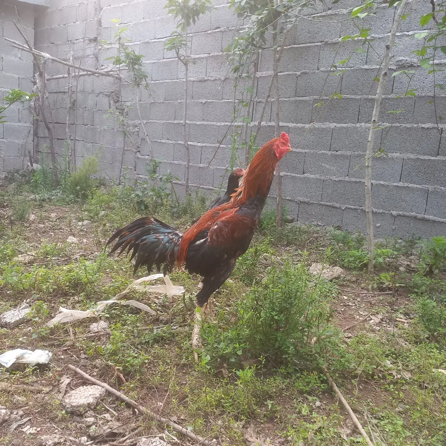 تخم لاری اصیل|حیوانات مزرعه|رشت, منظریه|دیوار