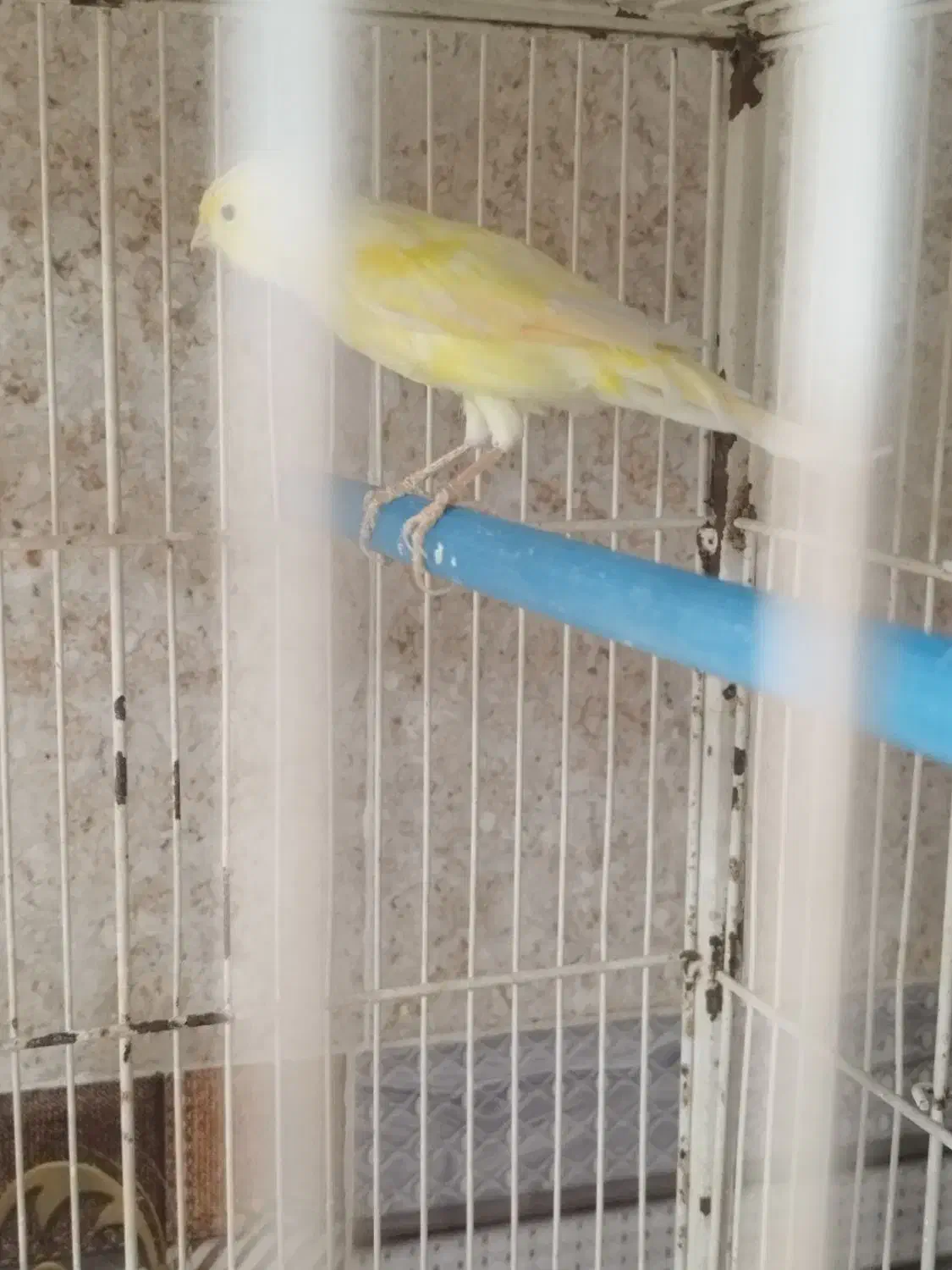 قناری ماده|پرنده|جره و بالاده, |دیوار