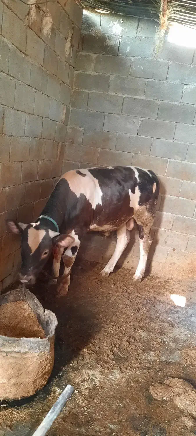 دو عدد گوساله میداود میباشن|حیوانات مزرعه|باغ ملک, |دیوار