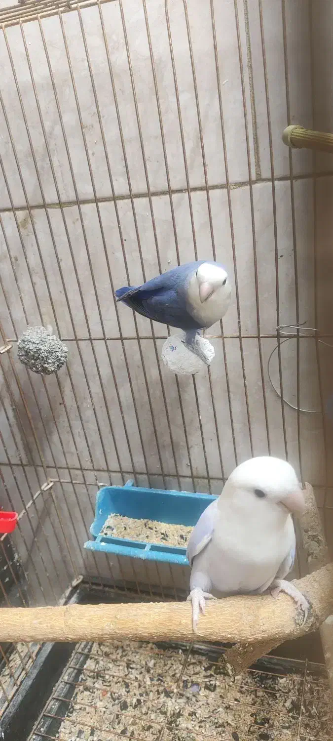 طوطی برزیلی|پرنده|مسجد سلیمان, |دیوار