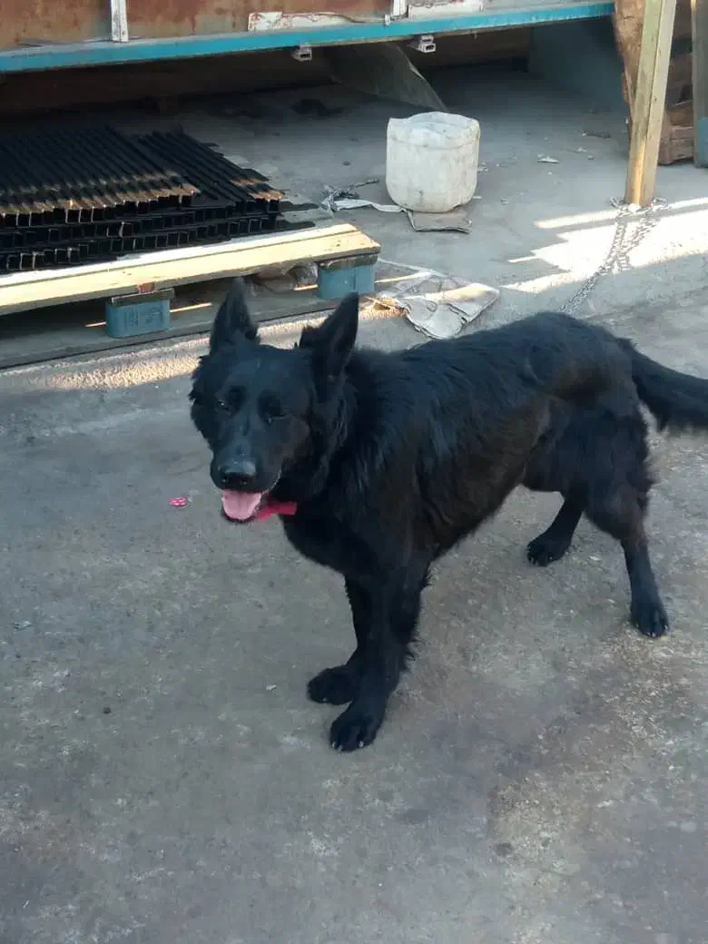 سگ ژرمن|سگ|بهارستان, |دیوار