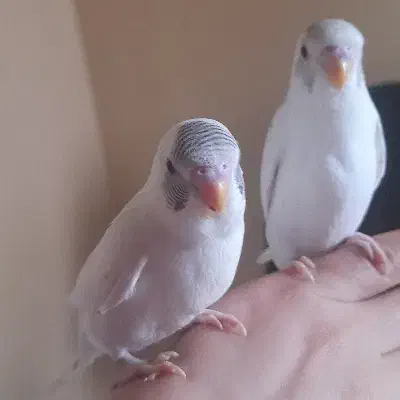 مرغ عشق|پرنده|پردیس, فاز ۱۱|دیوار