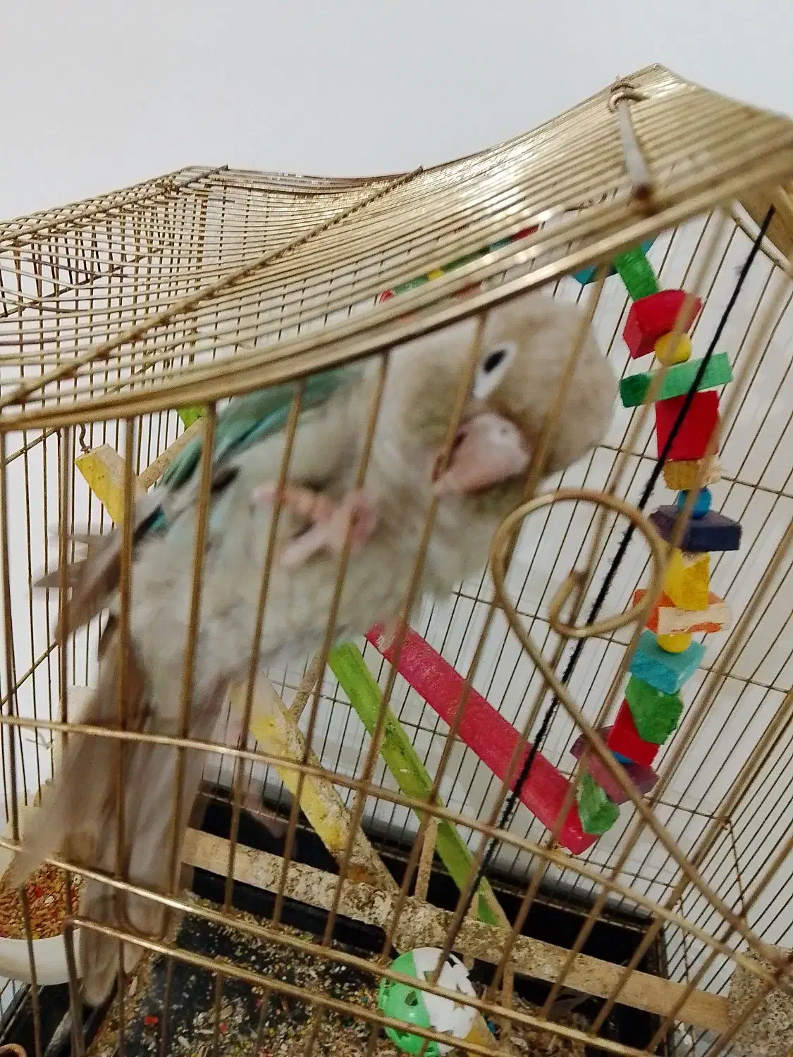 پرنده|پرنده|بانه, |دیوار