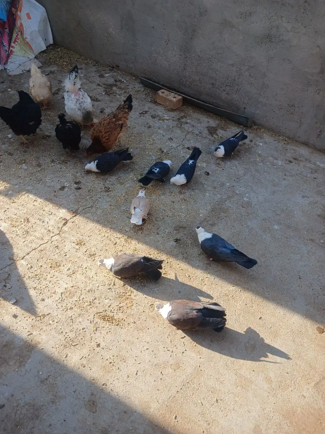 کبوتر کربلایی|پرنده|آیسک, |دیوار