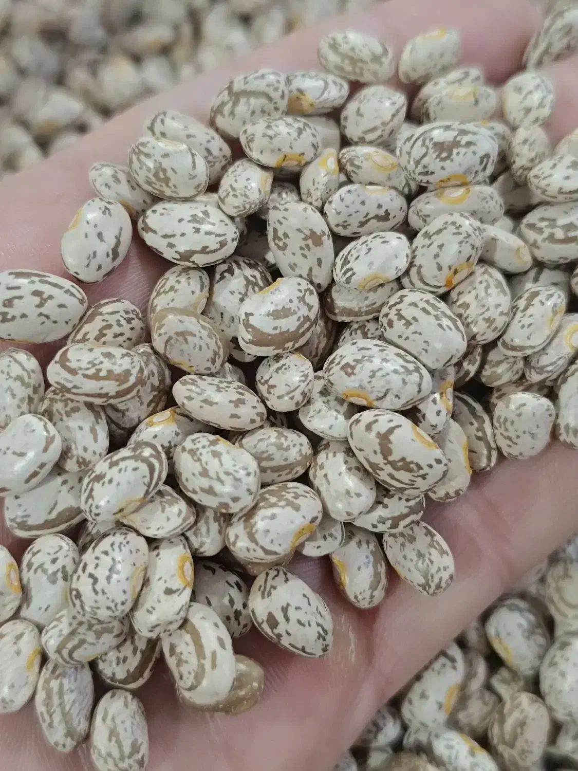 لوبیا ارتشی|خوردنی و آشامیدنی|تهران, ایرانشهر|دیوار