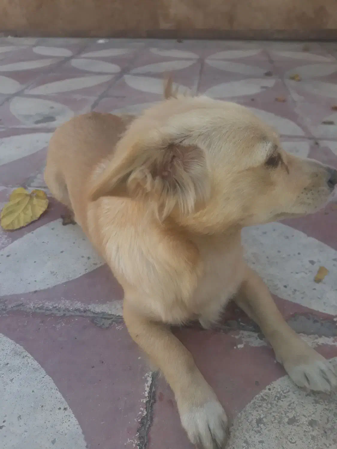 پامر روباهی|سگ|شیراز, کوشک میدان|دیوار