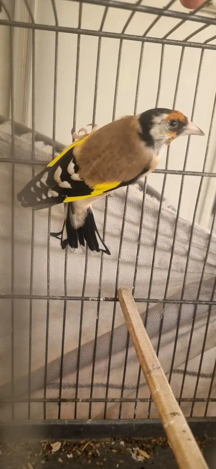 جوجه سهره|پرنده|شهر ری, علایین|دیوار