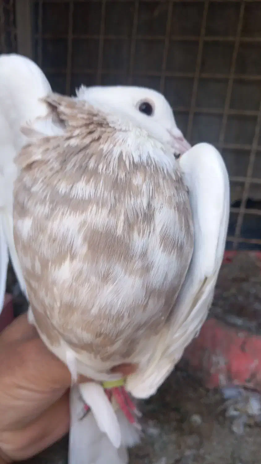 ۲ عدد نر|پرنده|زیباشهر, |دیوار