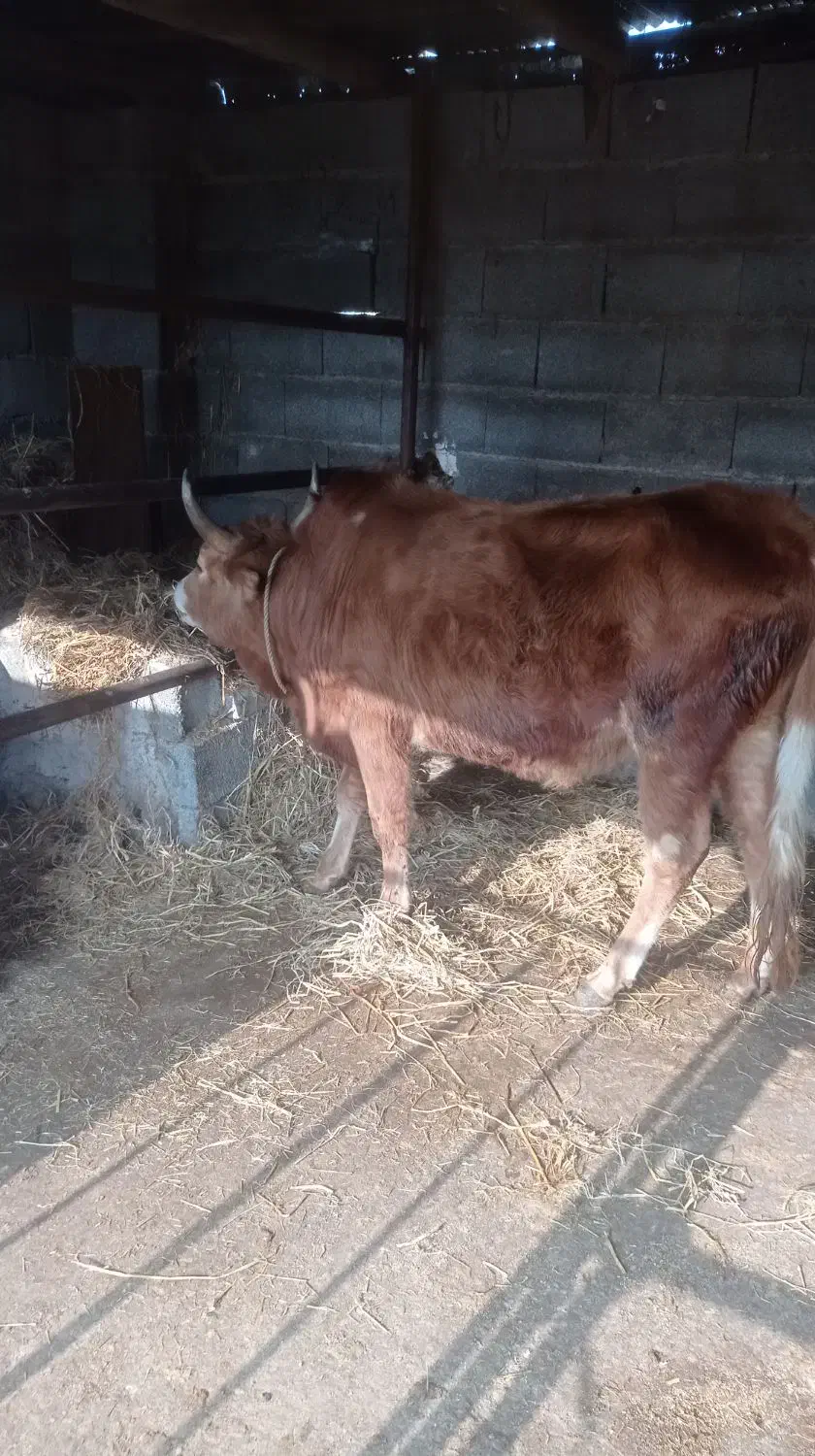 ورزا|حیوانات مزرعه|خمام, |دیوار