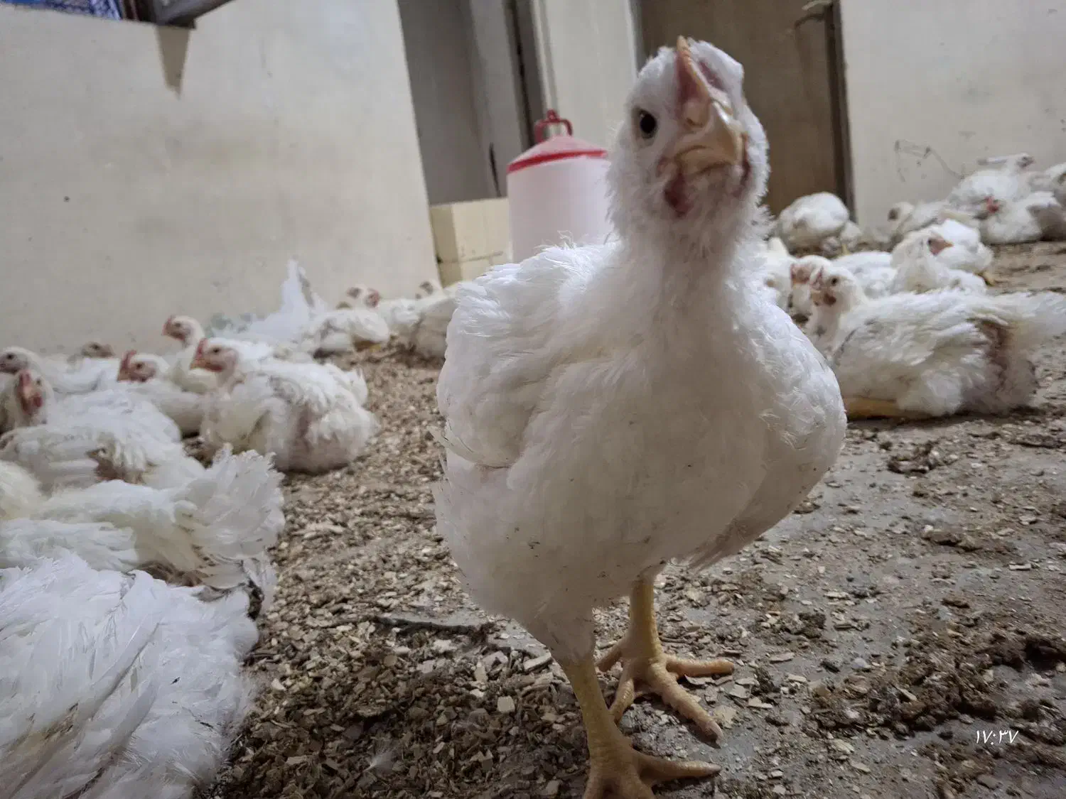 مرغ زنده گوشتی|حیوانات مزرعه|چهارباغ, |دیوار