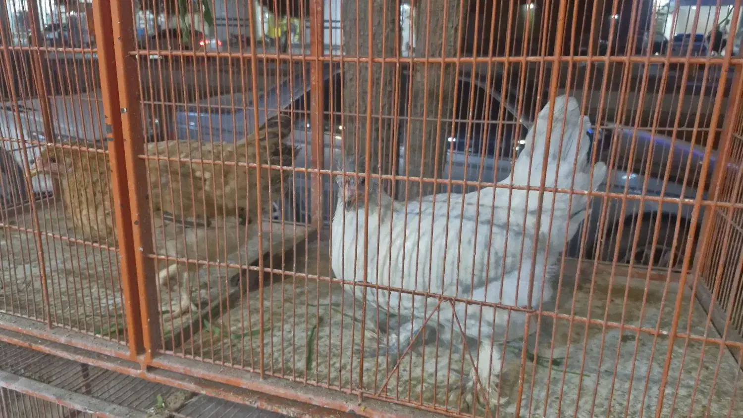 فروش دو خروس و ۴ مرغ|حیوانات مزرعه|لار, |دیوار