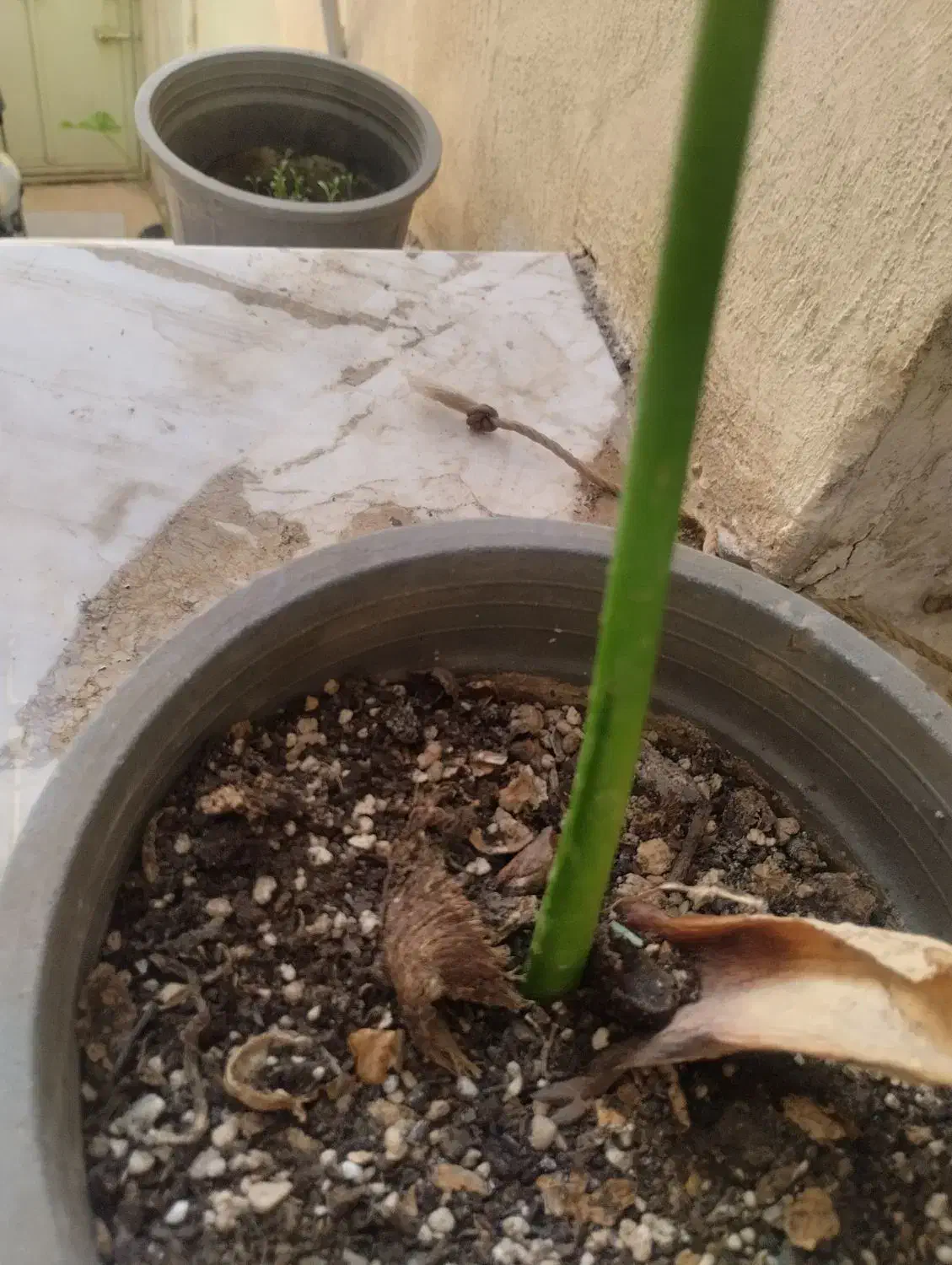 گل باباآدم|گل و گیاه طبیعی|قم, در بهشت|دیوار