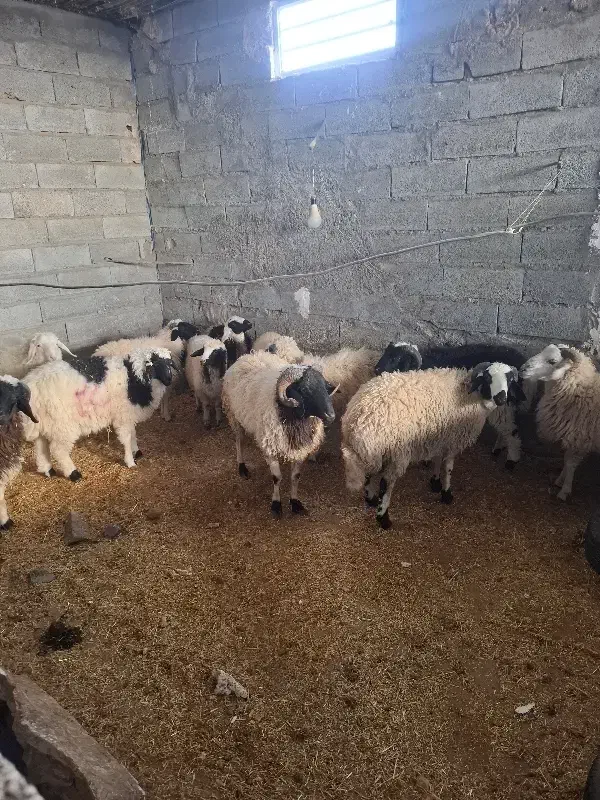 بره شیر|حیوانات مزرعه|کرمان, |دیوار