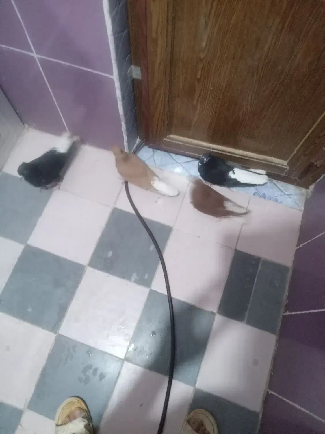 کبوتر رنگی|پرنده|مسجد سلیمان, |دیوار