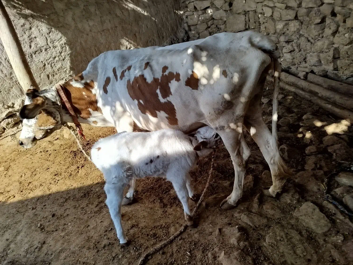 گاو گوساله|حیوانات مزرعه|مسجد سلیمان, |دیوار