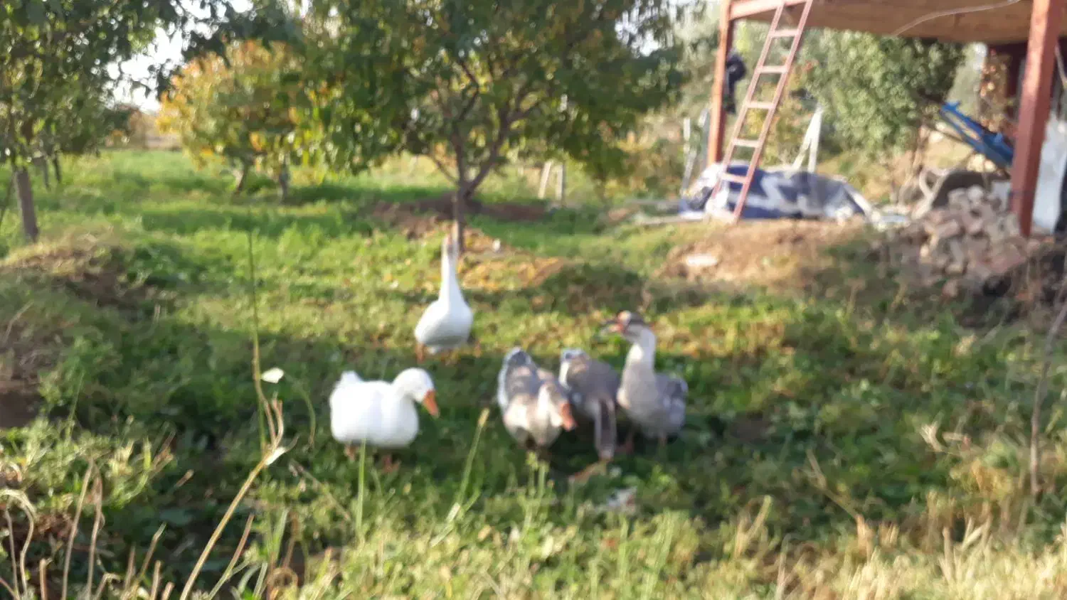 پنچ عدد قو غاز  سفید و خاکستری نرو ماده|حیوانات مزرعه|ارومیه, |دیوار