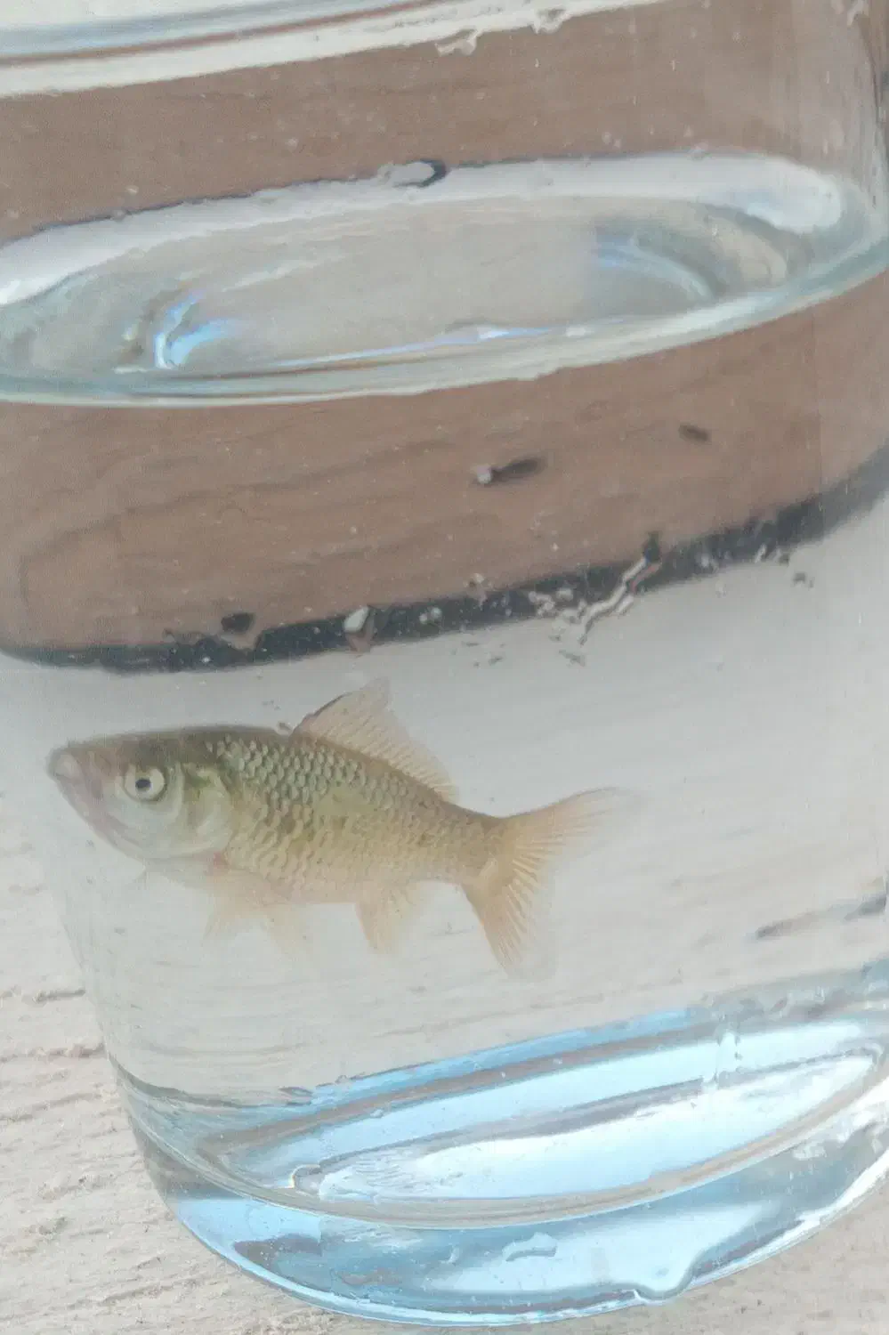 ماهی قرمز سیاه ۱۵سانتی ماهی سیاه ۵سانتی|ماهی|شاندیز, |دیوار