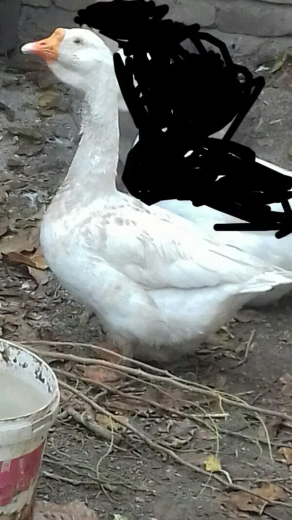 قو غاز|حیوانات مزرعه|نظرآباد, نظرآباد|دیوار