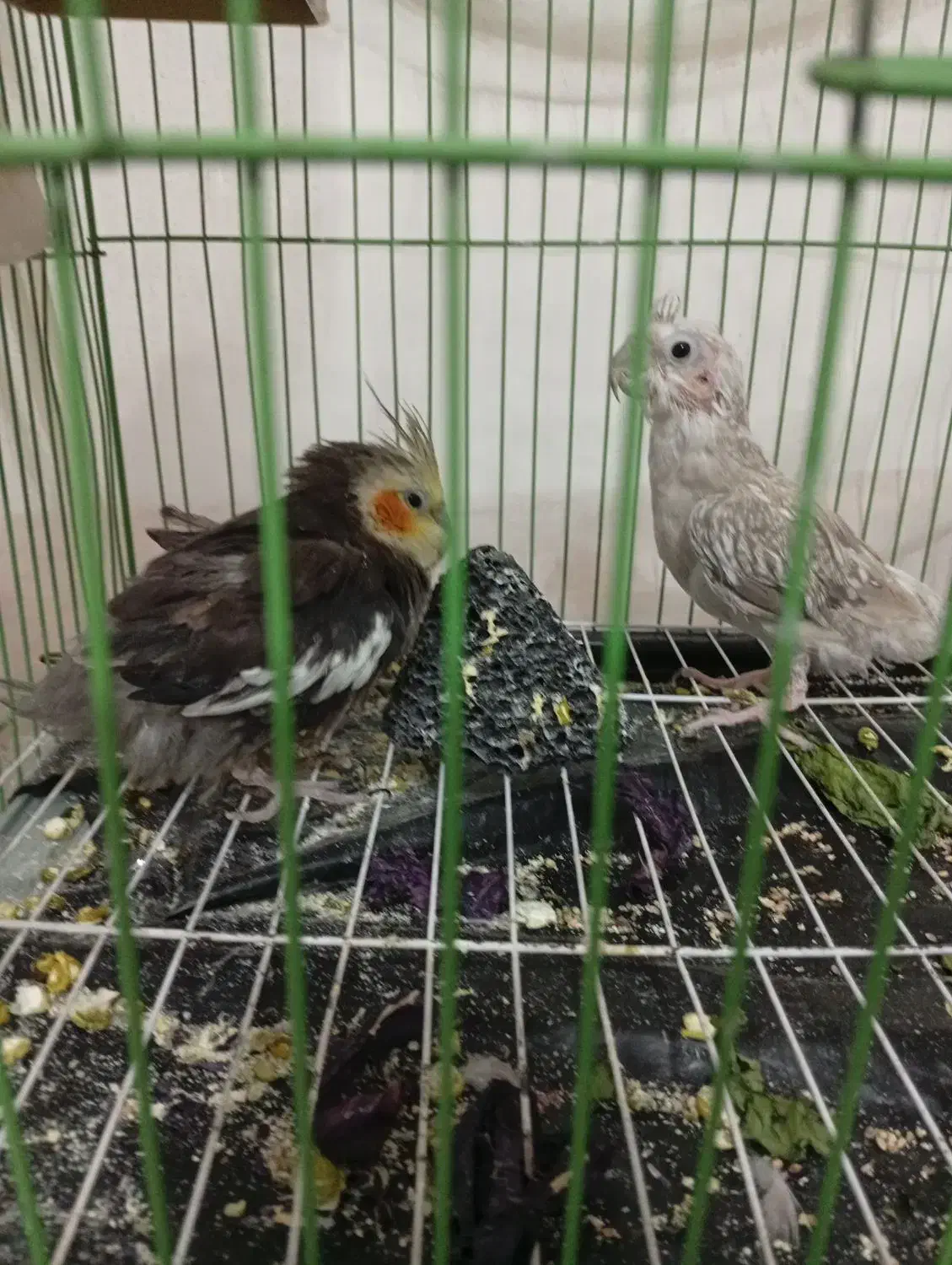 فروش یه جفت عروس هلندی|پرنده|بوکان, |دیوار