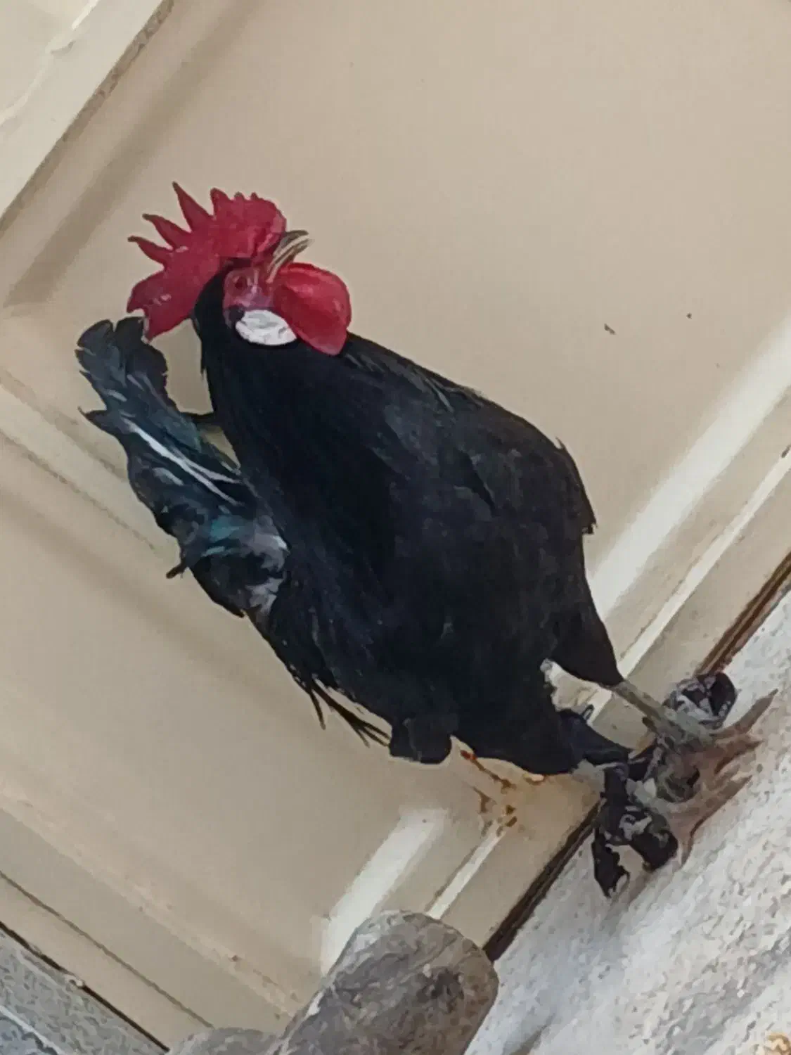 دوتا خروس عربی|حیوانات مزرعه|اهواز, کمپلو شمالی|دیوار