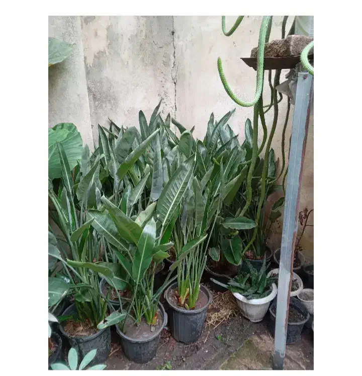 به گلخانه کوچک ما خوش امدین|گل و گیاه طبیعی|رشت, کوی امام رضا|دیوار