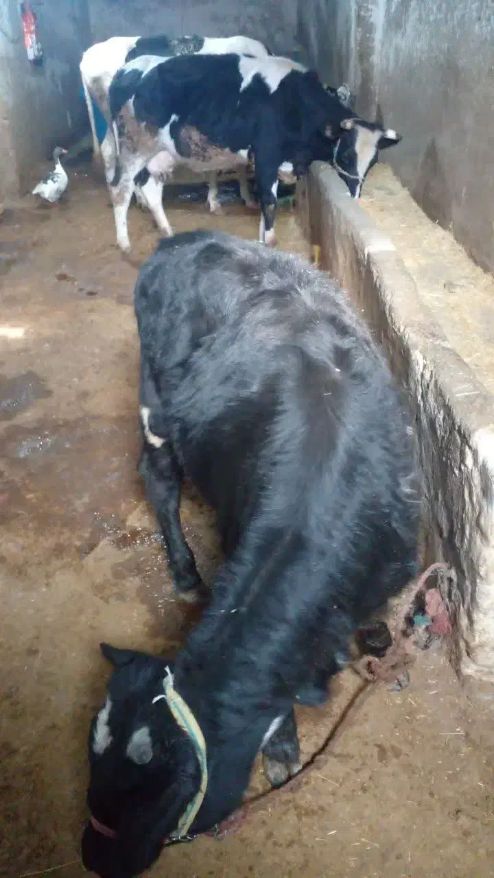 گوساله نر|حیوانات مزرعه|بروجرد, |دیوار