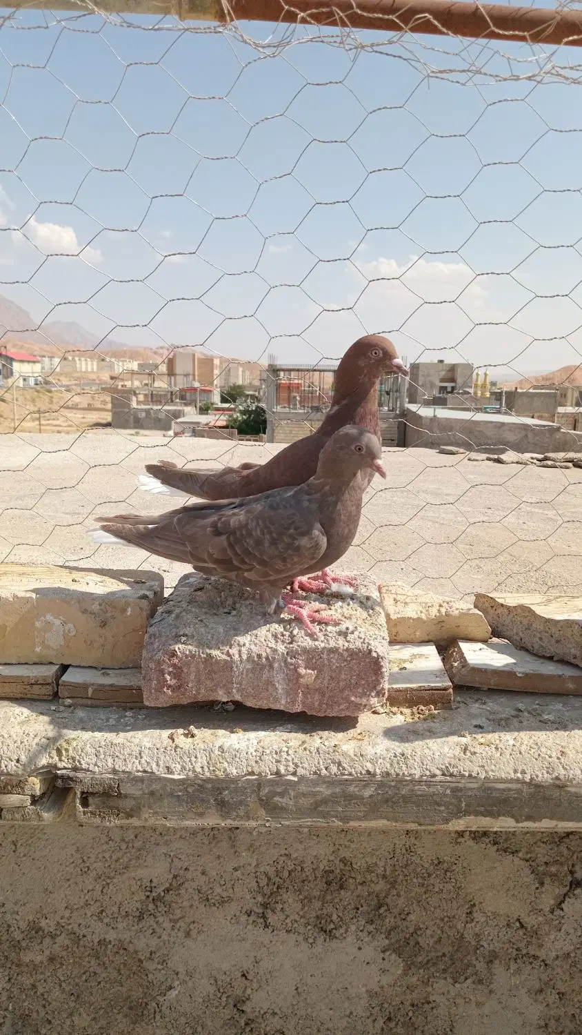 کفتر|پرنده|اسفراین, |دیوار
