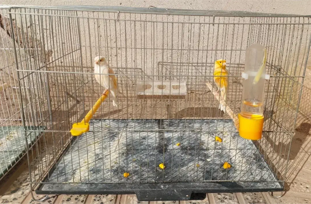 قناری ردفاکتور ، موزاییکی ، و رسمی معمولی|پرنده|شاهرود, |دیوار