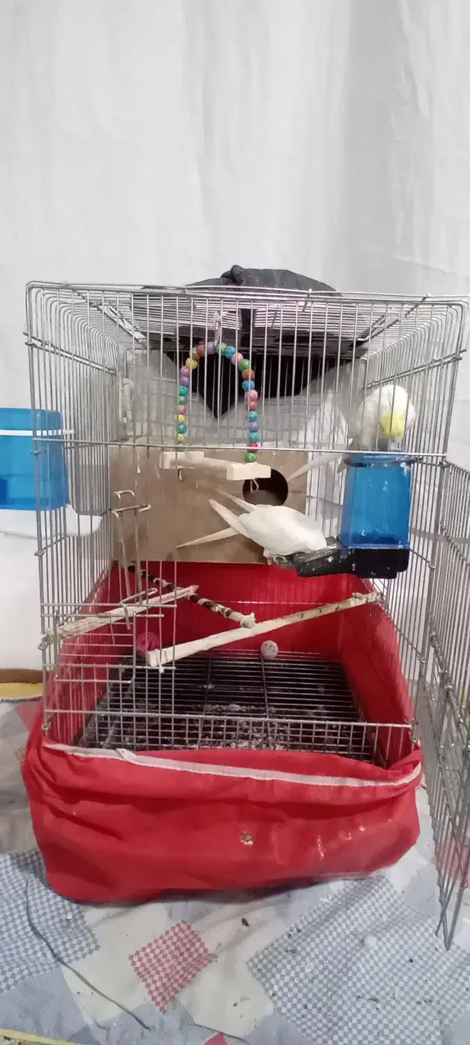 عروس هلندی لوتینو|پرنده|اصفهان, منتظرالمهدی|دیوار