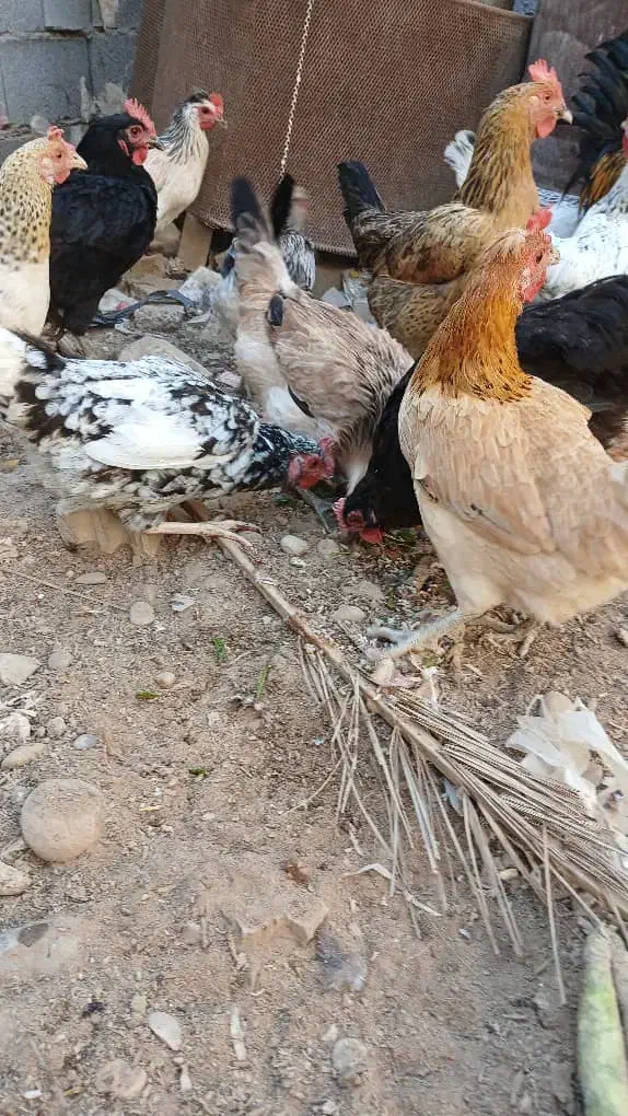 مرغ تخم گذار|حیوانات مزرعه|باوی, |دیوار