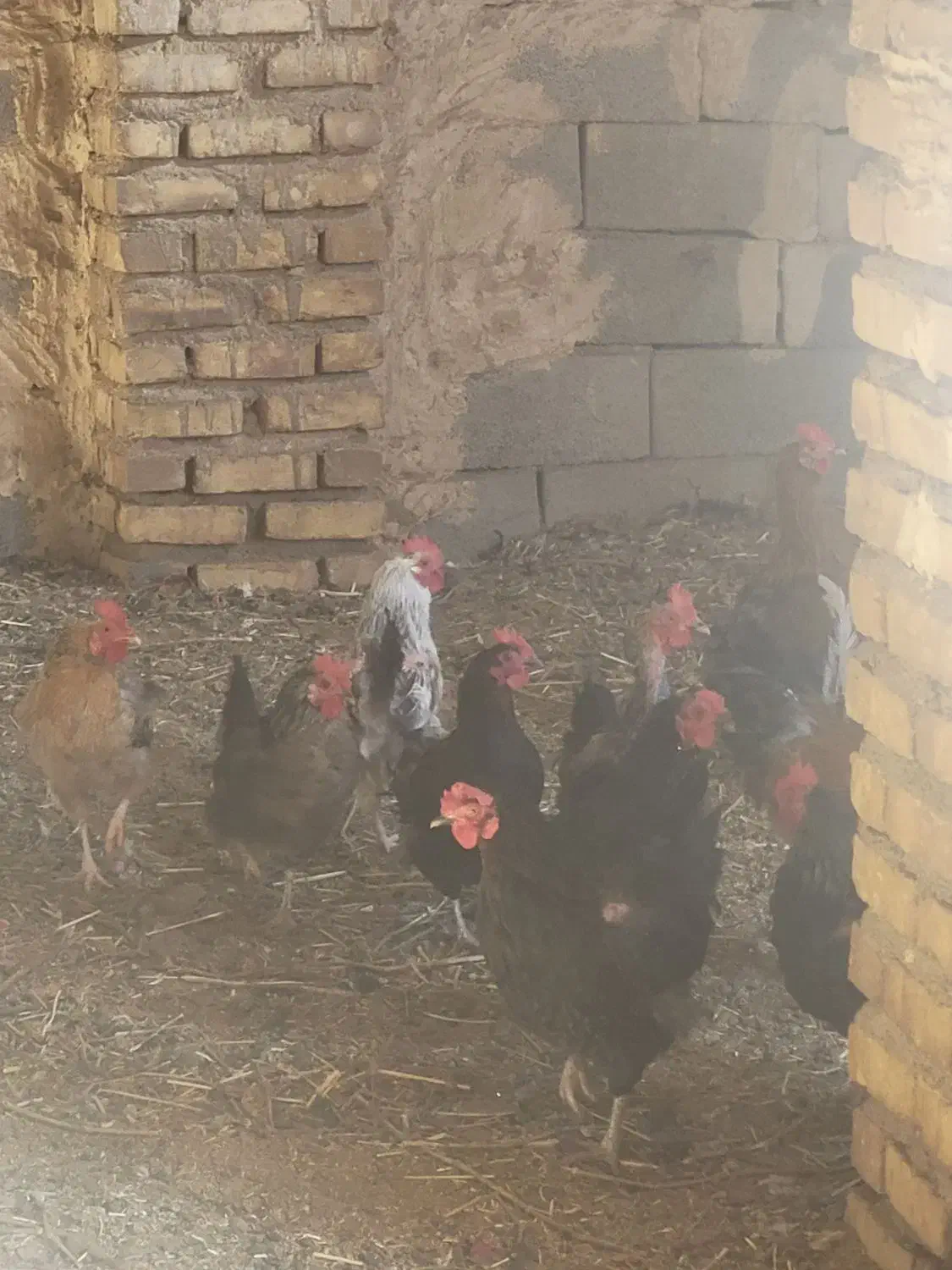 مرغو خروس فروشی|حیوانات مزرعه|کاشمر, |دیوار