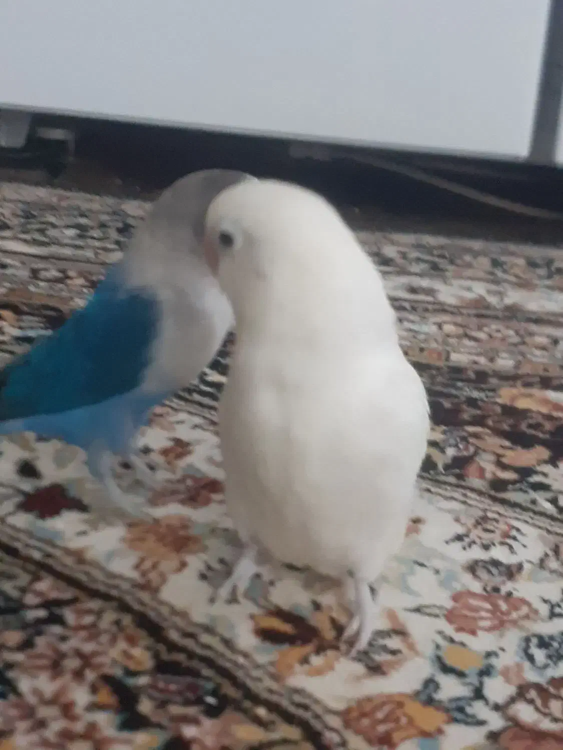 طوطی برزیلی|پرنده|اردبیل, |دیوار