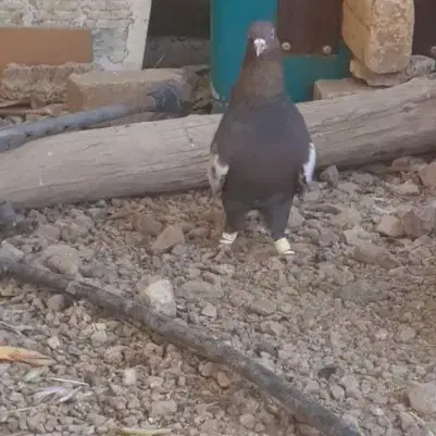 نر سینه تافته ای بزن|پرنده|سیدان, |دیوار