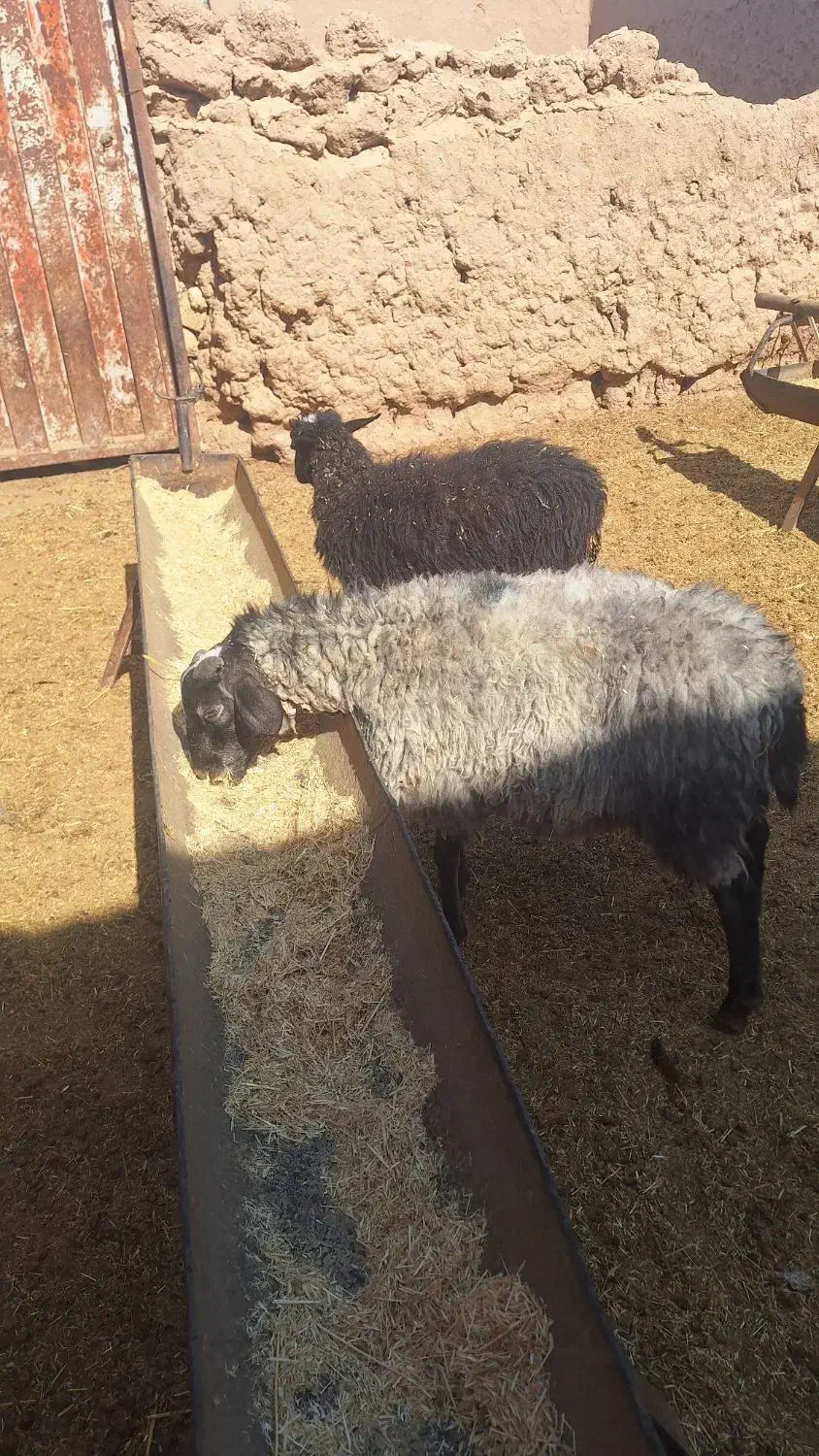 فروش دوعدد بره رومانف اصل|حیوانات مزرعه|تربتحیدریه, ۴۵ متری|دیوار