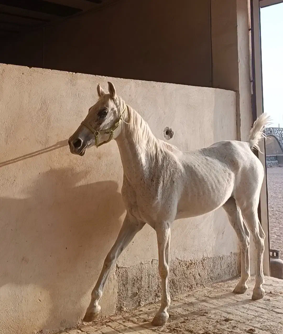 مادیان ترک قدیمی روزگاری|اسب و تجهیزات اسب‌سواری|مرودشت, مختارآباد|دیوار