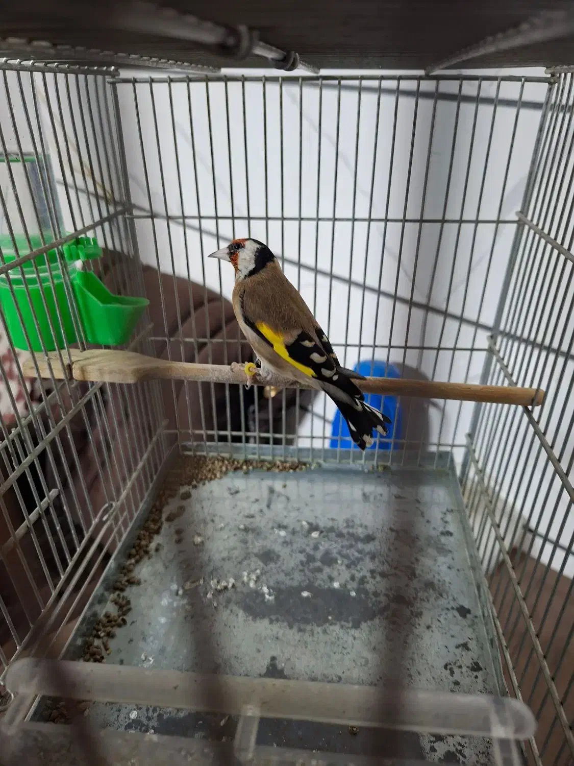 سهره جوجه قفس زیر باری|پرنده|بروجرد, |دیوار