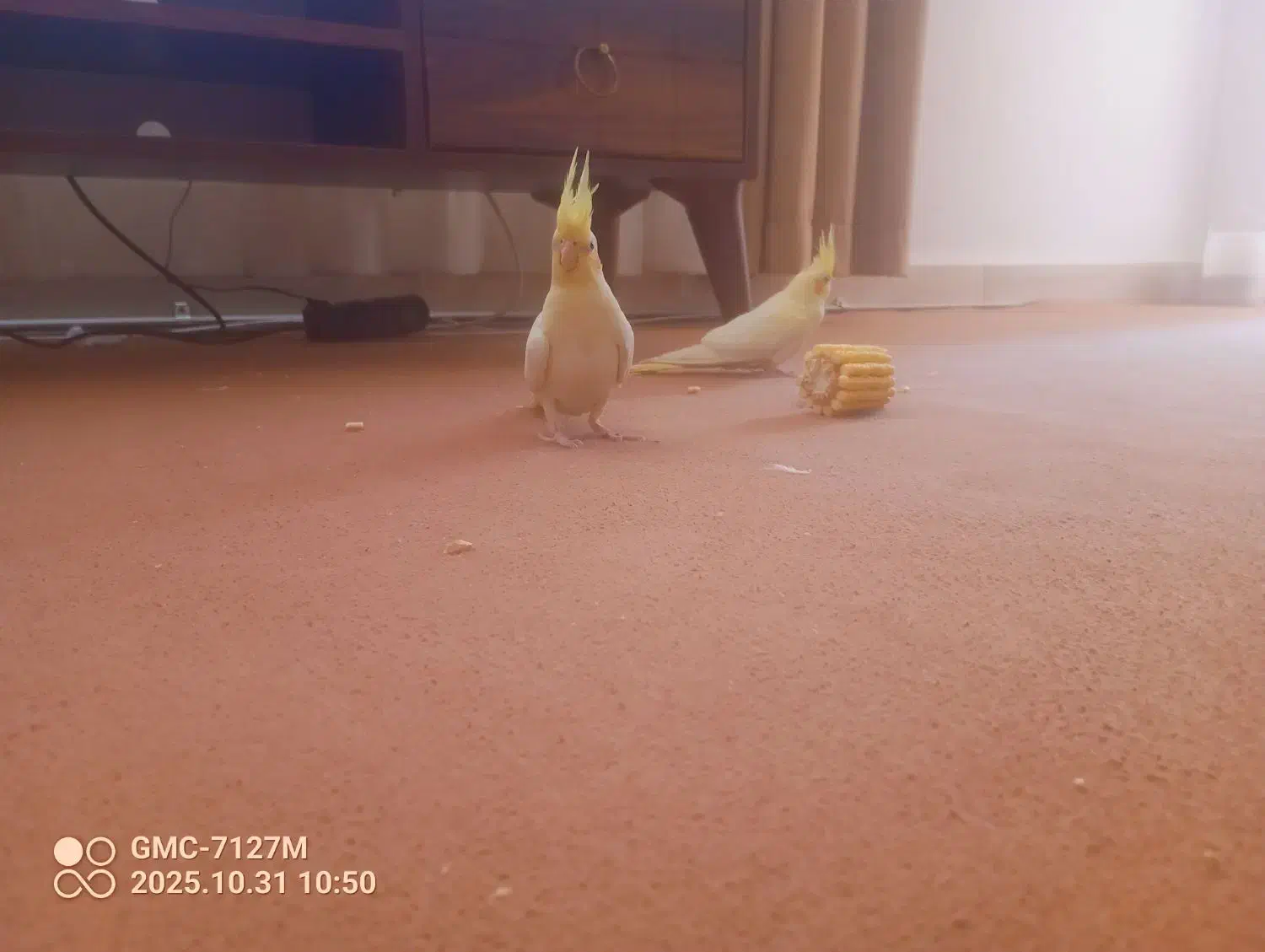 عروس هلندی ومرغ عشق|پرنده|محمدیه-قزوین, |دیوار