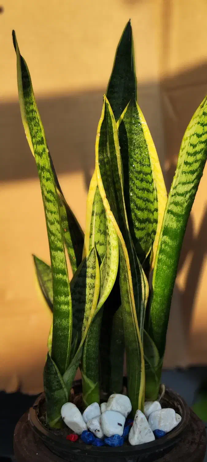 گیاه آپارتمانی سانسوریا کراواتی|گل و گیاه طبیعی|تهران, شهرک شهید باقری|دیوار