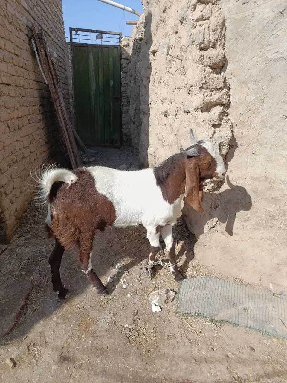 کهره مری اصل|حیوانات مزرعه|نیمروز, |دیوار