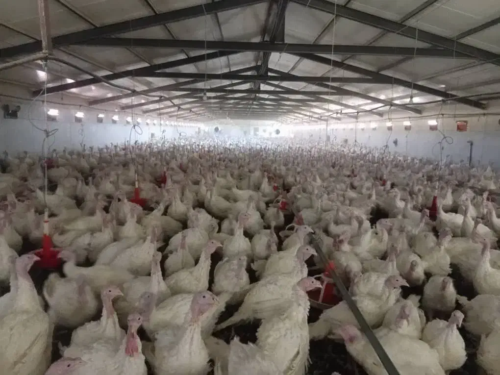 بوقلمون بوربون برنز|حیوانات مزرعه|مرودشت, بیست متری بیمارستان|دیوار