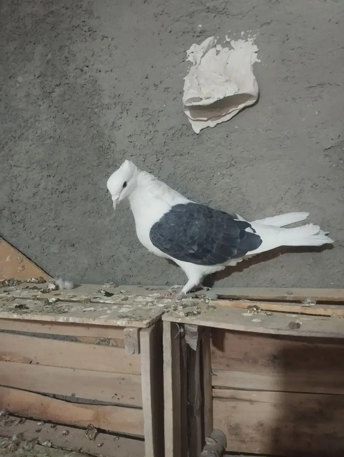 دوکتی|پرنده|معصومیه, |دیوار