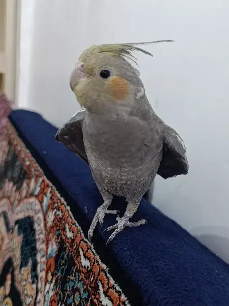 گمشده|پرنده|مشگین شهر, |دیوار