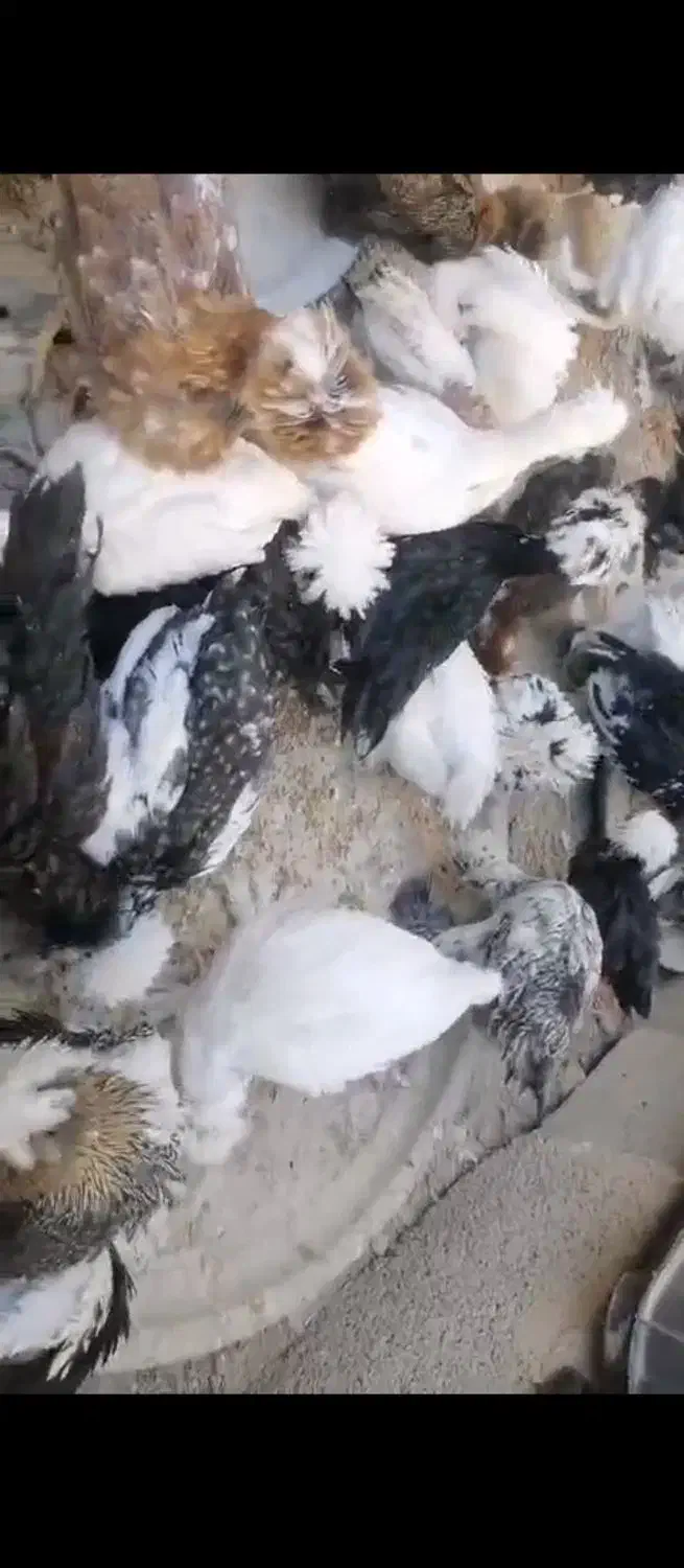 جوجه مرغ لهستانی و اردک، وجوجه|حیوانات مزرعه|هندیجان, |دیوار