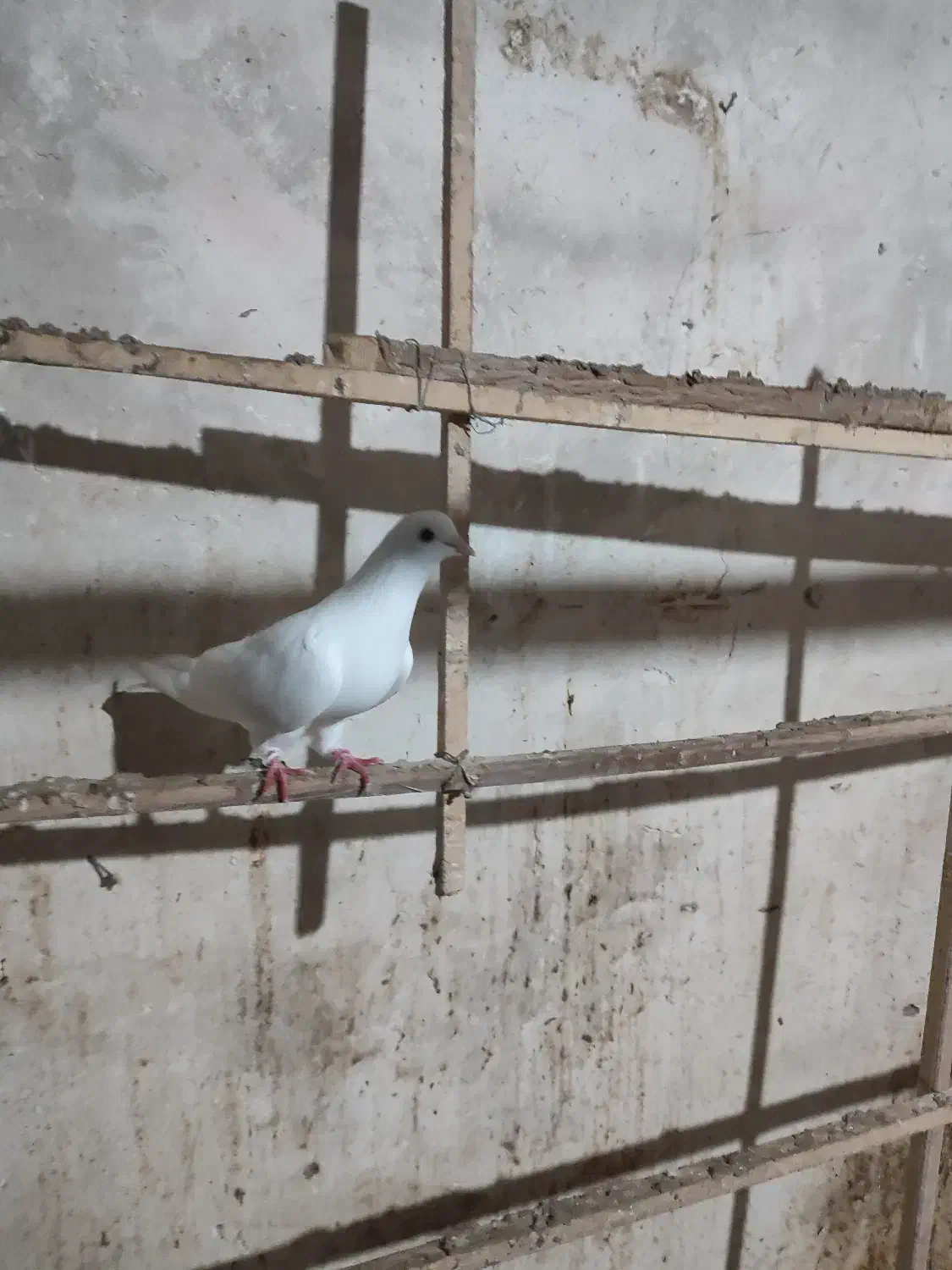 فروش تعدادی کبوتر|پرنده|ماسوله, |دیوار
